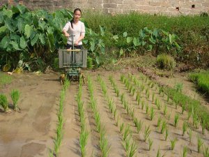 Manual Paddy Transplanter