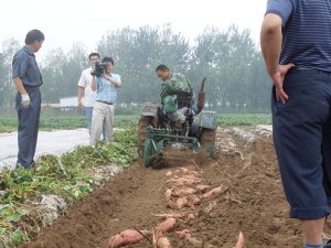 Potato Harvester