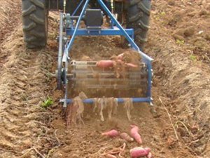 Sweet Potato Harvester