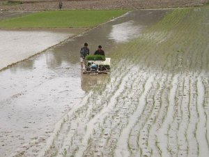 Rice Transplanter